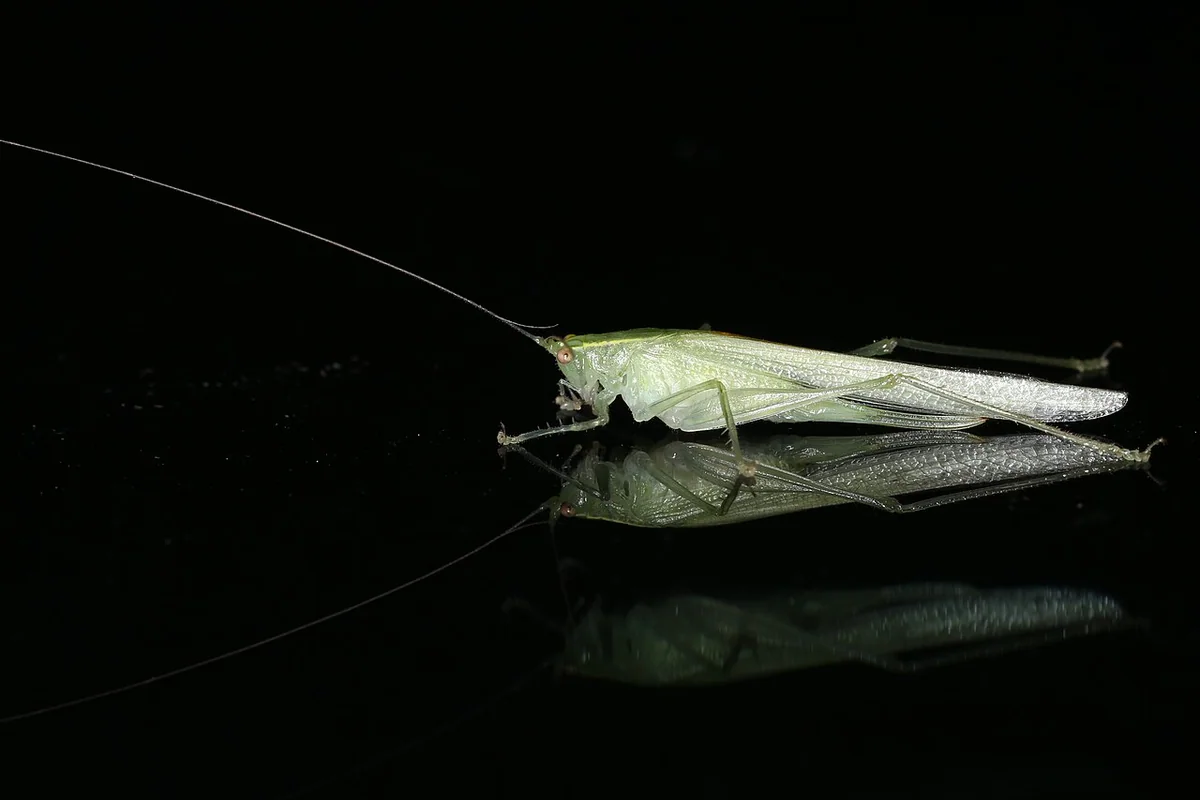Tettigoniidae sp. (39332236730).jpg