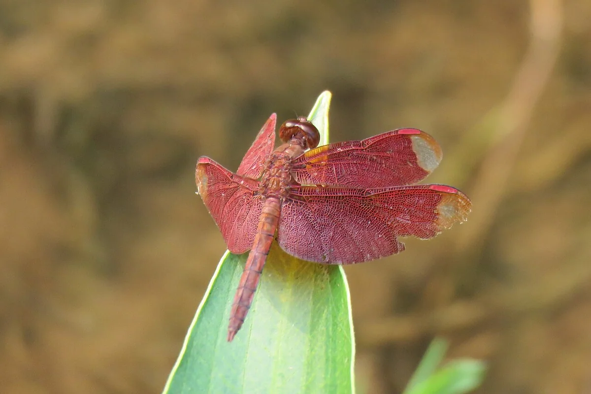 Neurothemis fulvia (27267902548).jpg
