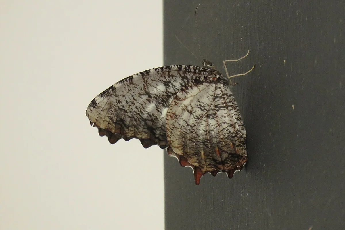 Elymnias nesaea (39312780520).jpg