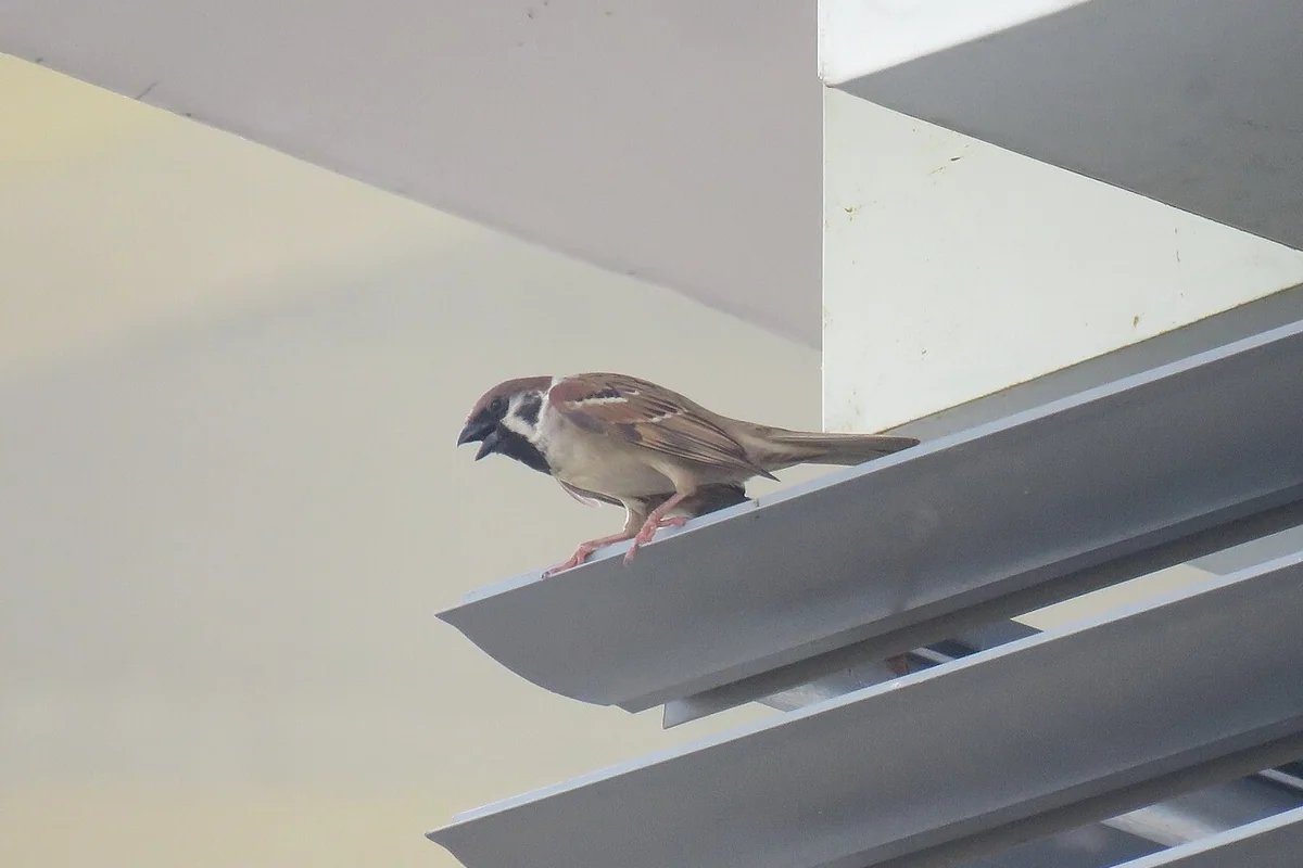 Passer montanus (26241789597).jpg