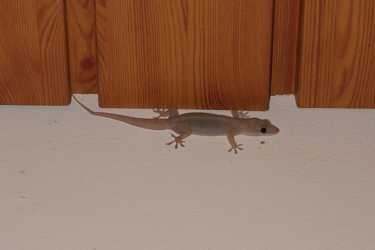 Hemidactylus bowringii (39304555190).jpg