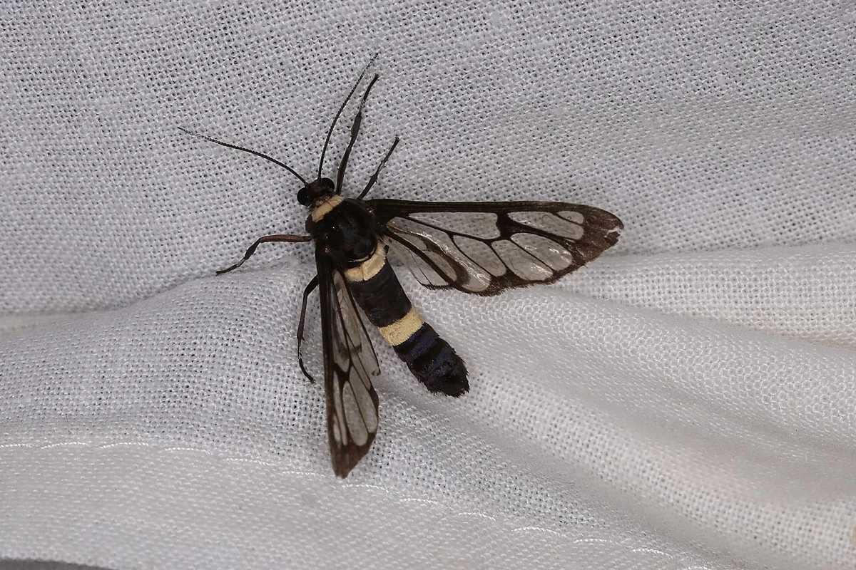 Syntomoides imaon (27228876798).jpg