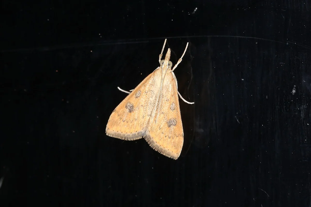 Udea testacea (41058502422).jpg