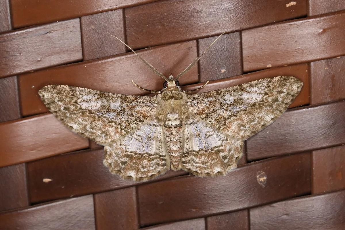 Boarmiini sp. (39292781740).jpg