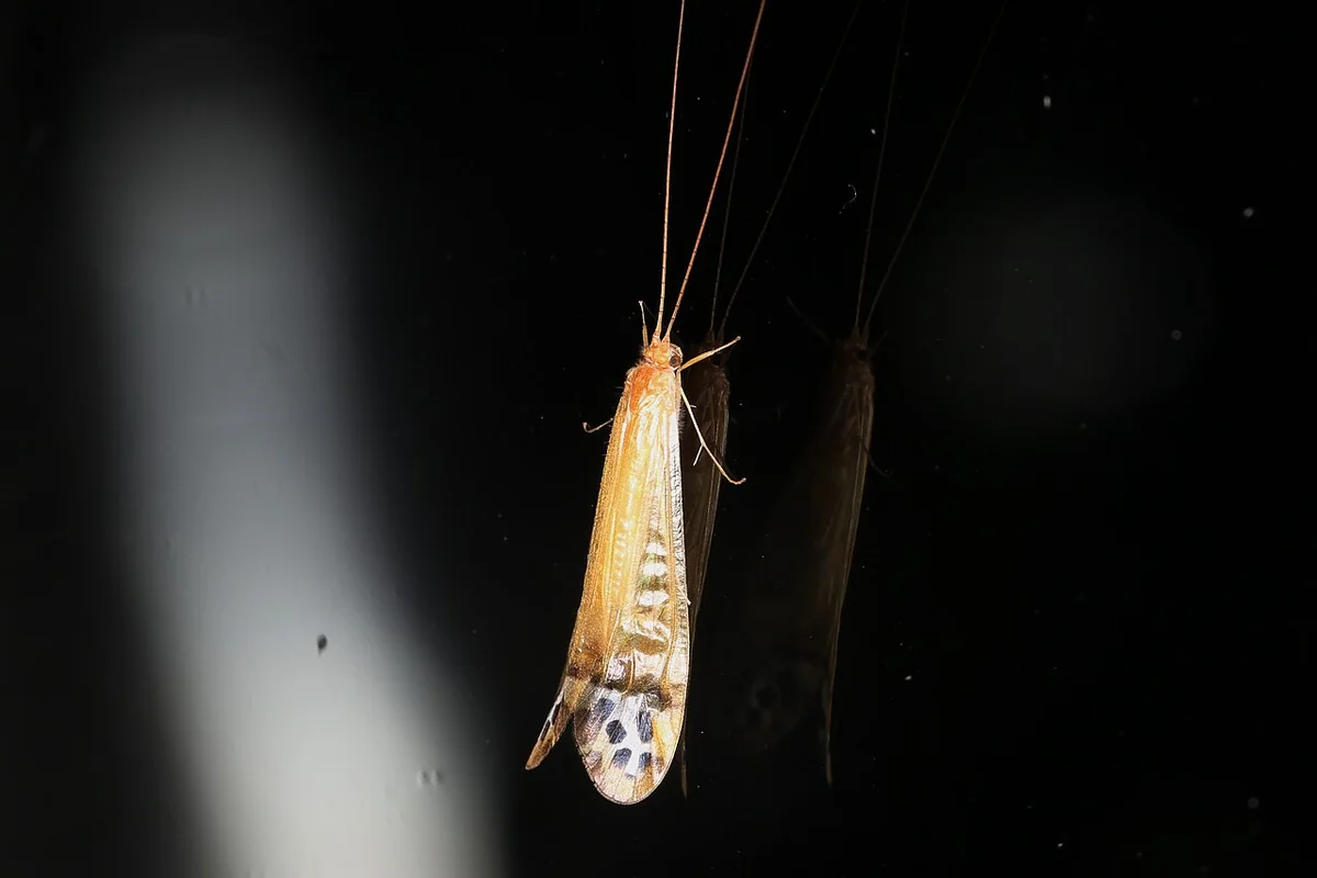 Trichoptera sp. (40991695752).jpg