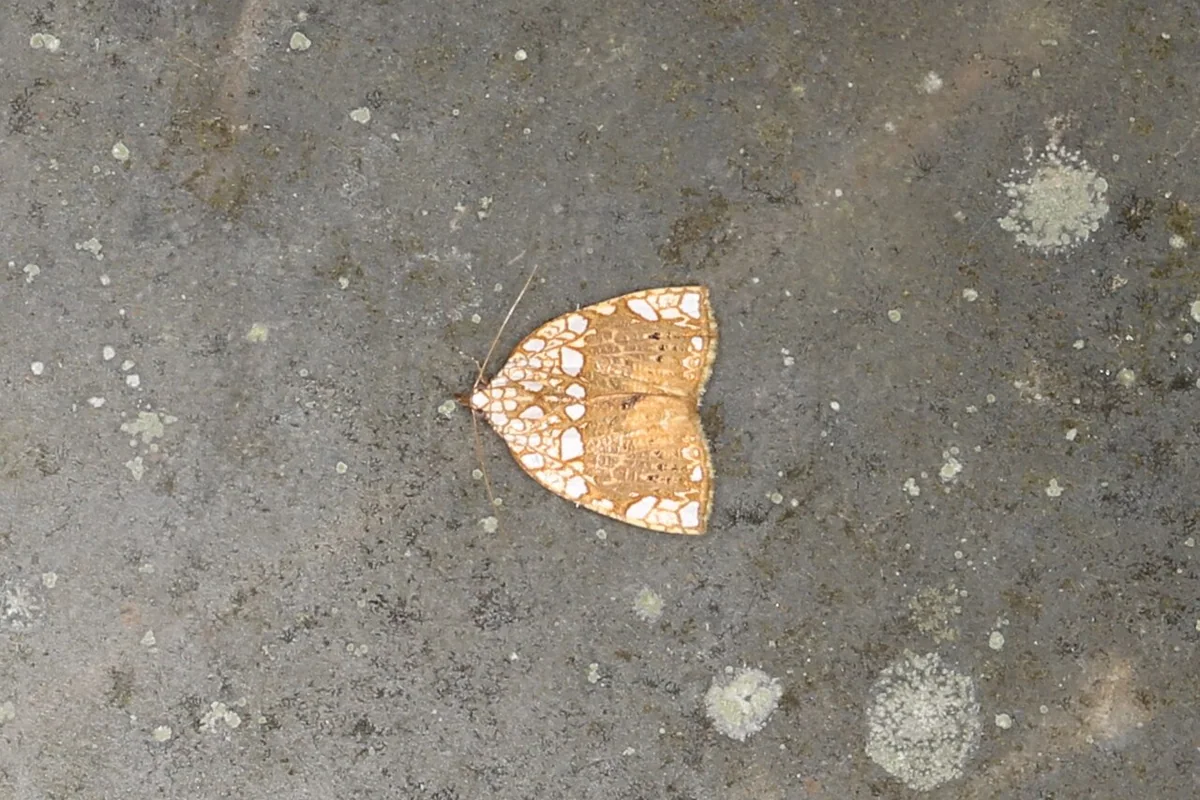 Gabala sp. (26137280977).jpg
