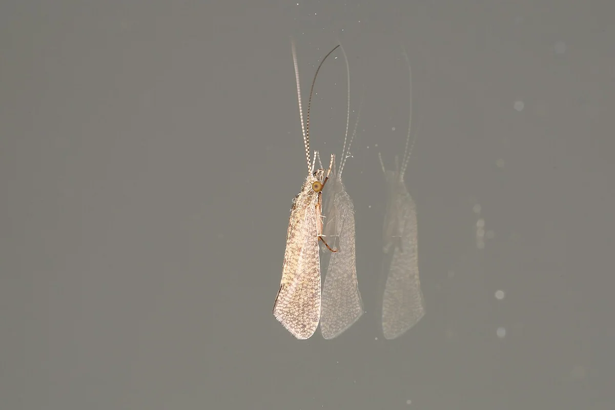 Trichoptera sp. (26137239667).jpg