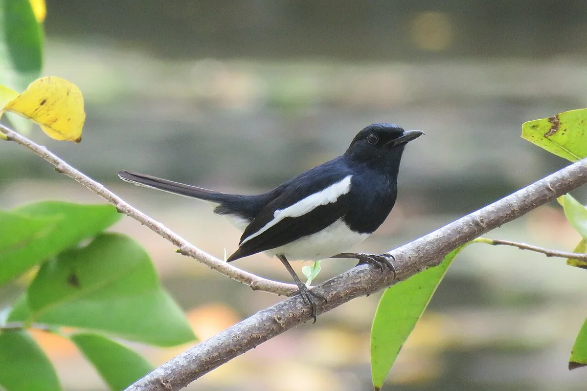 Copsychus saularis (40950151602).jpg