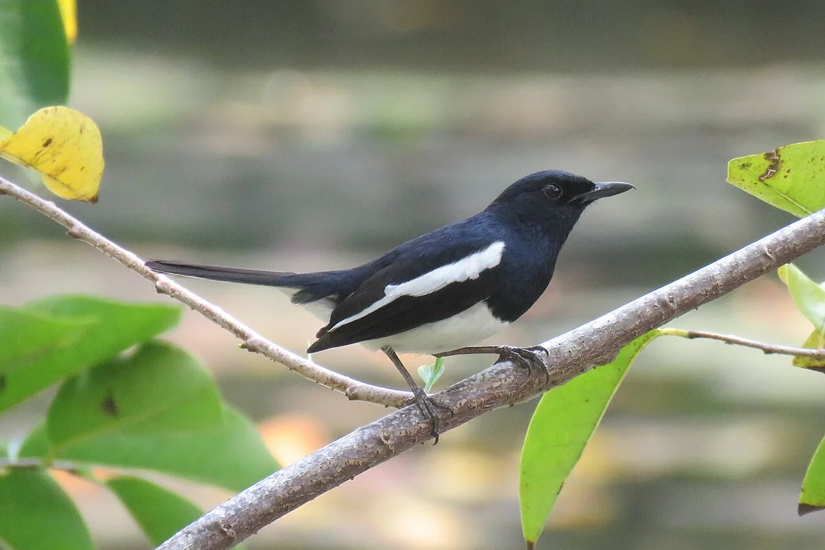 Copsychus saularis (40282531114).jpg