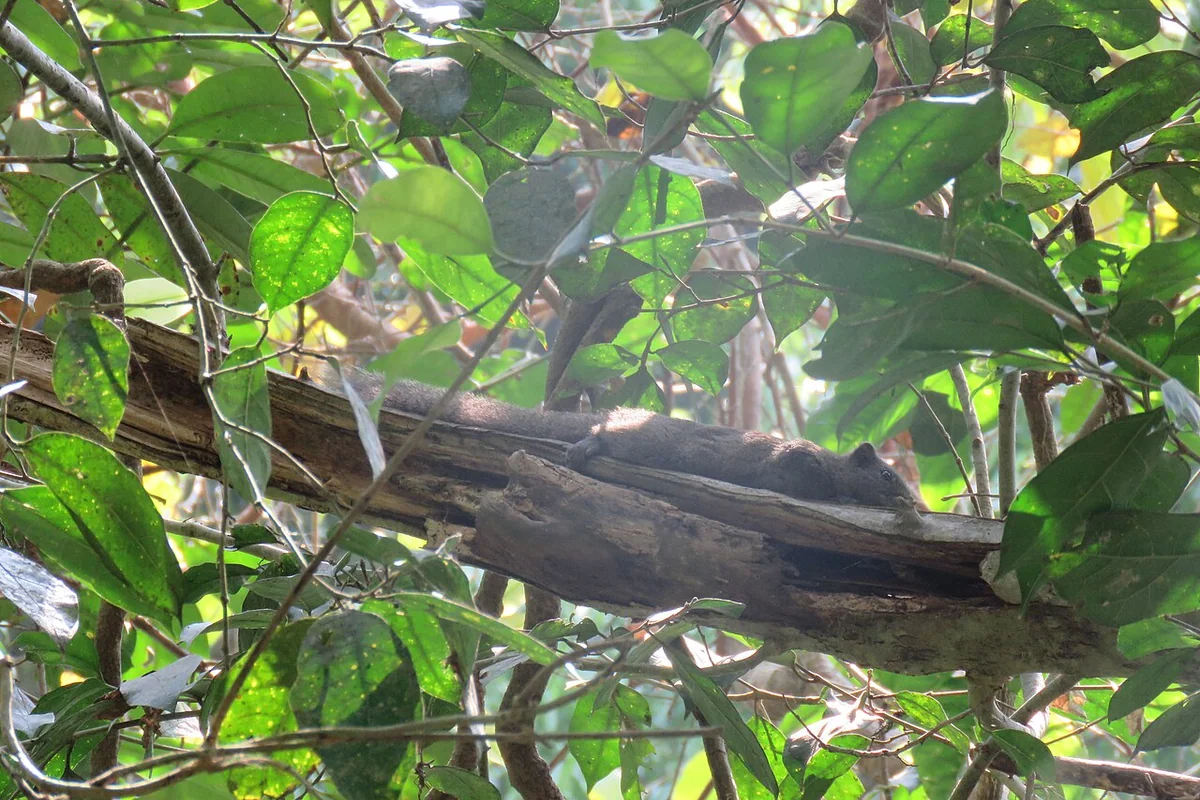 Callosciurus erythraeus (40950140362).jpg