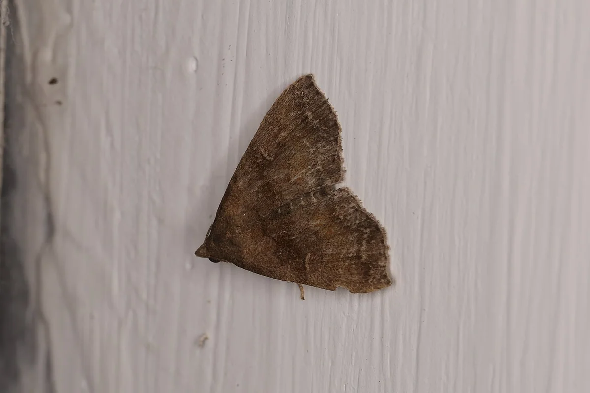 Hypeninae sp. (27120196978).jpg