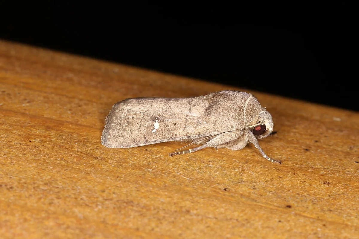 Athetis sp. (40991104661).jpg