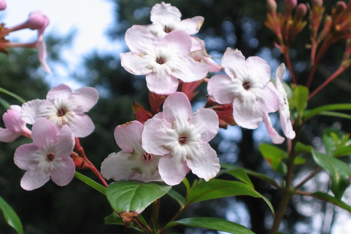 滇丁香 Luculia yunnanensis -昆明金殿植物園 Kunming YuanLin Botanic Gardens, China- (9229896494).jpg