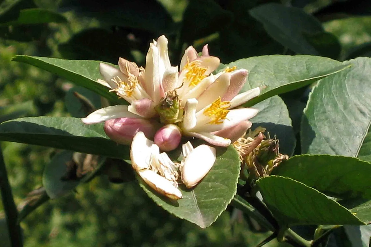 香圓 Citrus wilsonii -昆明世博園 Kunming Expo Garden, China- (16740563281).jpg