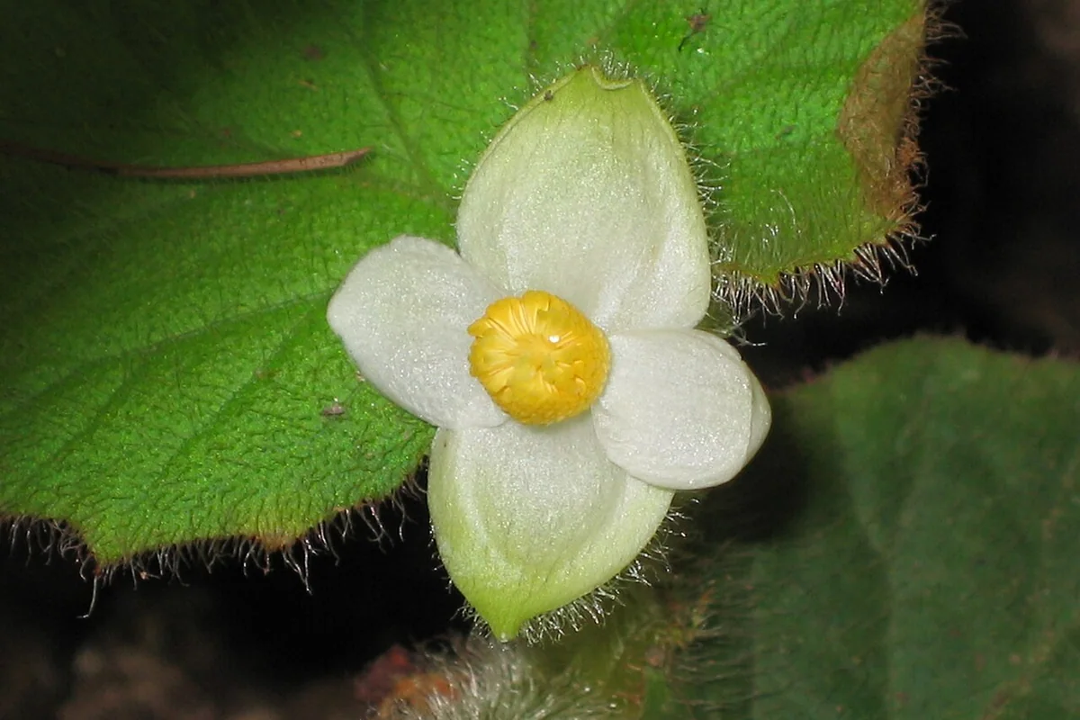 長柔毛秋海棠 Begonia villifolia -昆明金殿植物園 Kunming YuanLin Botanic Gardens, China- (9237504421).jpg