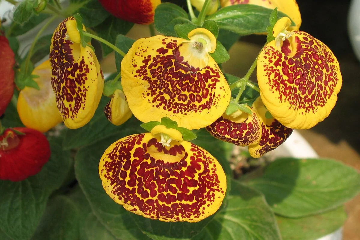 荷包花 Calceolaria x herbeohybrida -昆明金殿植物園 Kunming YuanLin Botanic Gardens, China- (9252462911).jpg