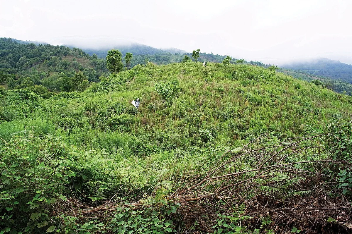 Habitat of Campiglossa coei (10.3897-zookeys.899.46779) Figure 3.jpg