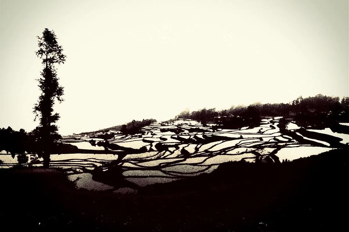 China- Yunnan- Yuanyang Rice Terraces 5