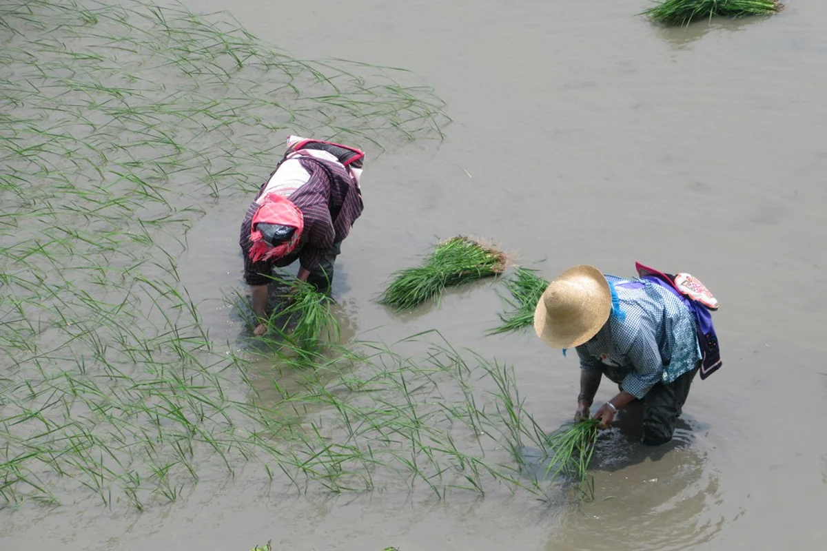 Replanting Rice