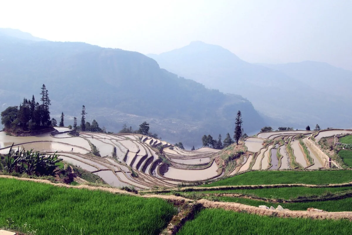 Qingkou Rice Terraces