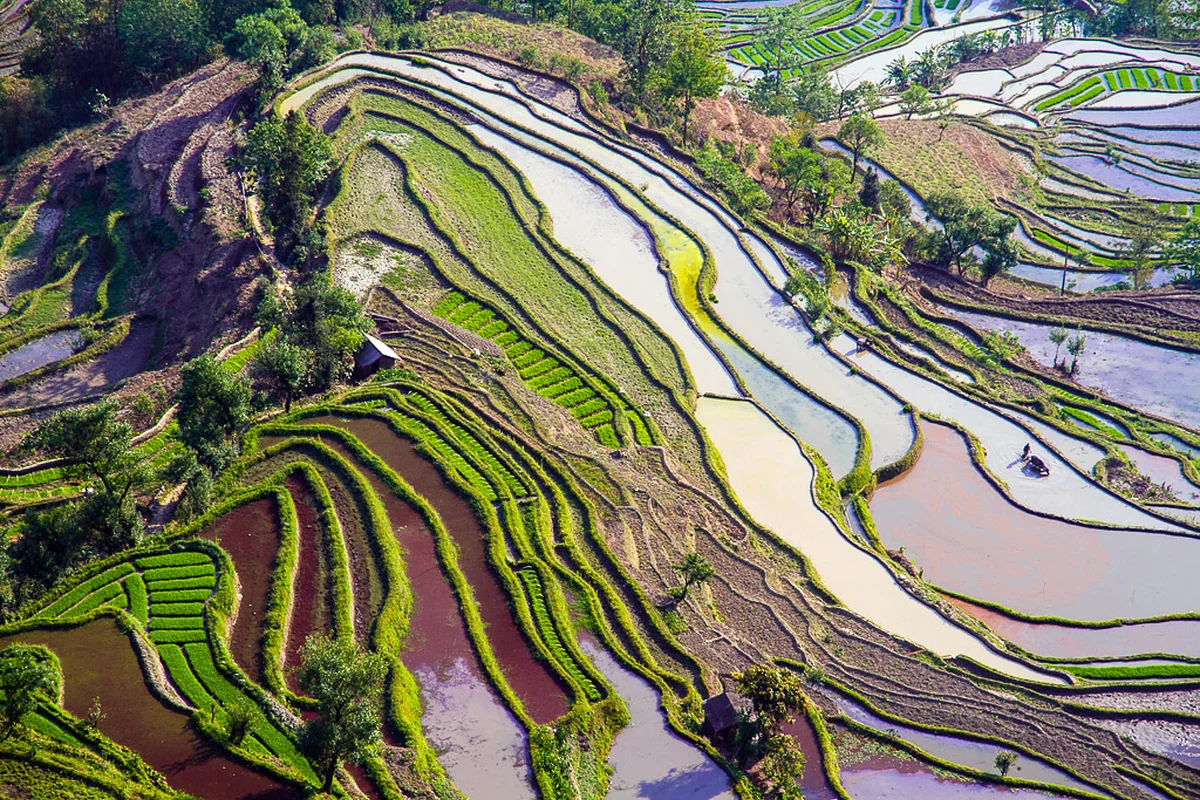 Rice Terraces